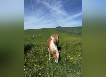 Haflinger, Wallach, 22 Jahre, 145 cm, Fuchs