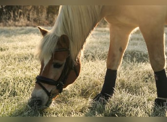 Haflinger, Wallach, 22 Jahre, 146 cm, Fuchs