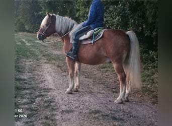 Haflinger, Wallach, 22 Jahre, 150 cm