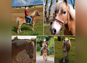 Haflinger, Wallach, 23 Jahre, Fuchs
