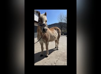 Haflinger, Wallach, 24 Jahre, 145 cm, Fuchs
