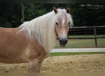 Haflinger, Wallach, 24 Jahre, 148 cm, Fuchs