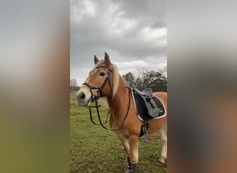 Haflinger, Wallach, 24 Jahre, 150 cm