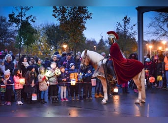 Haflinger, Wallach, 25 Jahre, 146 cm, Palomino