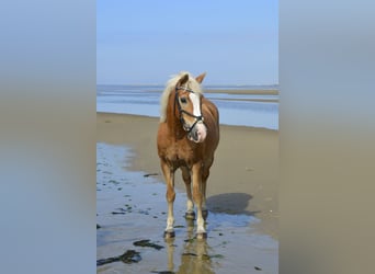 Haflinger Mix, Wallach, 26 Jahre, 140 cm, Fuchs