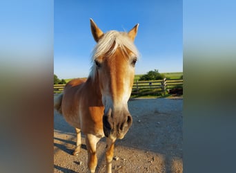 Haflinger, Wallach, 26 Jahre, 147 cm