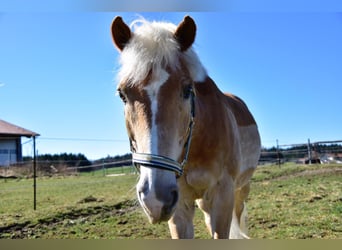 Haflinger, Wallach, 26 Jahre, 147 cm, Palomino