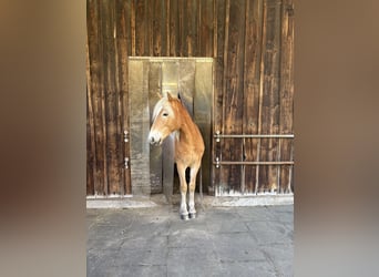 Haflinger, Wallach, 2 Jahre, 135 cm, Fuchs