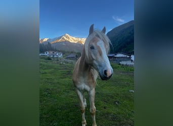 Haflinger, Wallach, 2 Jahre, 140 cm, Fuchs