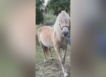 Haflinger, Wallach, 2 Jahre, 142 cm, Fuchs