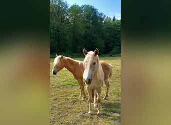 Haflinger, Wallach, 2 Jahre, 143 cm, Rotfuchs