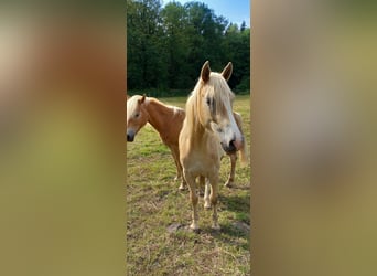 Haflinger, Wallach, 2 Jahre, 143 cm, Rotfuchs