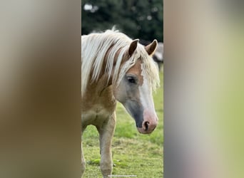 Haflinger, Wallach, 2 Jahre, 145 cm, Fuchs