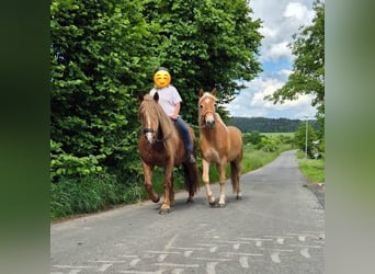 Haflinger Mix, Wallach, 2 Jahre, 145 cm, Hellbrauner