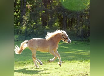 Haflinger, Wallach, 2 Jahre, 146 cm, Dunkelfuchs