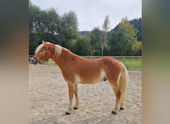 Haflinger, Wallach, 2 Jahre, 149 cm, Fuchs