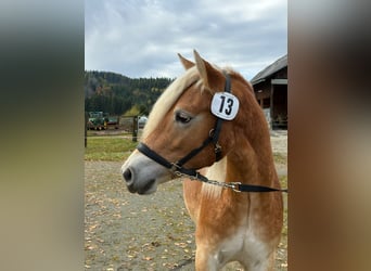Haflinger, Wallach, 2 Jahre, 149 cm, Fuchs