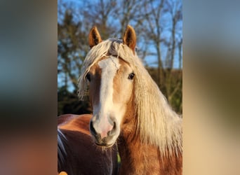 Haflinger, Wallach, 2 Jahre, 150 cm, Falbe