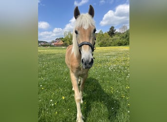 Haflinger, Wallach, 2 Jahre, 150 cm, Fuchs