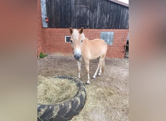 Haflinger, Wallach, 2 Jahre, 150 cm, Fuchs