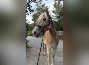 Haflinger, Wallach, 2 Jahre, 150 cm, Fuchs
