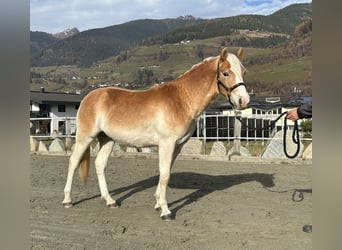 Haflinger, Wallach, 2 Jahre, 150 cm, Fuchs