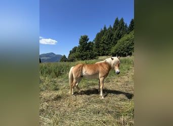 Haflinger, Wallach, 2 Jahre, 150 cm