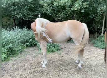 Haflinger, Wallach, 2 Jahre, 150 cm, Palomino