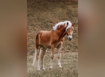 Haflinger, Wallach, 2 Jahre, 152 cm