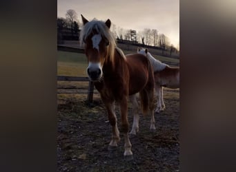 Haflinger, Wallach, 2 Jahre, 153 cm, Fuchs