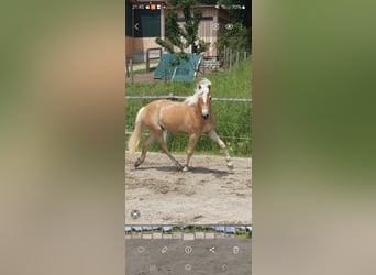 Haflinger, Wallach, 2 Jahre, 153 cm, Fuchs