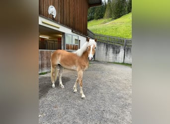 Haflinger, Wallach, 2 Jahre, 153 cm, Fuchs