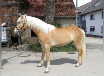 Haflinger, Wallach, 2 Jahre, 153 cm, Fuchs
