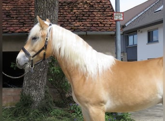 Haflinger, Wallach, 2 Jahre, 153 cm, Fuchs