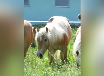 Haflinger, Wallach, 2 Jahre, 153 cm, Fuchs