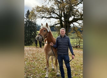 Haflinger, Wallach, 2 Jahre, 153 cm, Fuchs