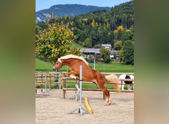 Haflinger, Wallach, 2 Jahre, 153 cm, Fuchs