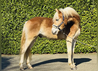 Haflinger, Wallach, 2 Jahre, 155 cm, Palomino