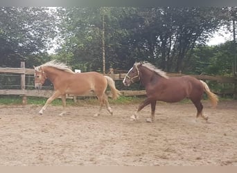 Haflinger, Wallach, 2 Jahre, 158 cm