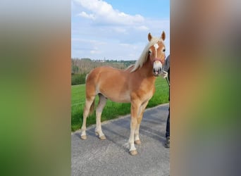 Haflinger, Wallach, 2 Jahre, 158 cm
