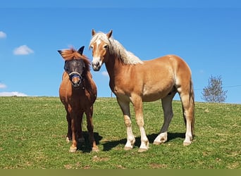 Haflinger, Wallach, 2 Jahre, 158 cm