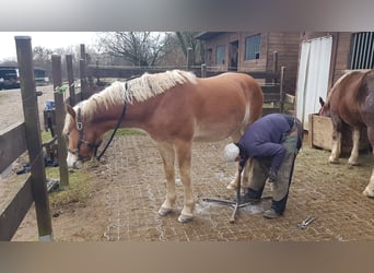 Haflinger, Wallach, 2 Jahre, 158 cm