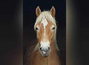 Haflinger, Wallach, 2 Jahre, 158 cm