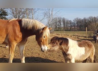 Haflinger, Wallach, 2 Jahre, 158 cm