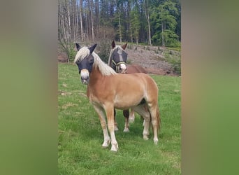 Haflinger, Wallach, 2 Jahre, 158 cm