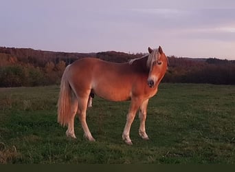 Haflinger, Wallach, 2 Jahre, 158 cm