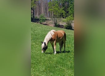 Haflinger, Wallach, 2 Jahre, 158 cm