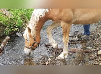Haflinger, Wallach, 2 Jahre, 158 cm