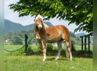 Haflinger, Wallach, 2 Jahre