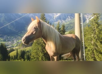 Haflinger, Wallach, 2 Jahre, Dunkelfuchs